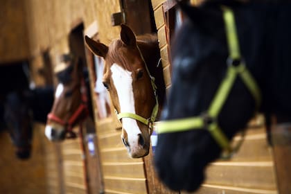 Datos oficiales del primer trimestre de 2018 muestran que hubo un 20% más de ventas de equinos al exterior en relación al mismo período del año pasado