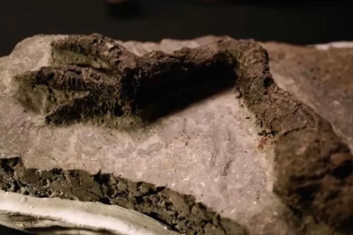 David Attenborough buscó la ayuda de expertos para comprender el significado de la pata de dinosaurio fosilizada.