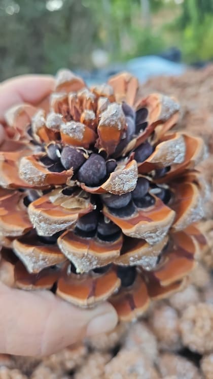 De 100 kilos de piña salen apenas dos o tres kilos de piñón pelado listo para consumir