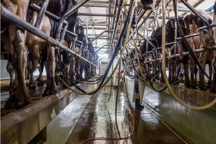 De 18.000 litros diarios de producción el tambo cayó a 9000