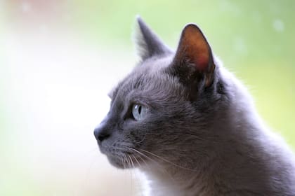 De 30 a 40% de los gatos mayores a 10 años sufren esta enfermedad