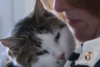 De acuerdo a la dueña, Garfield era un gato radicalmente diferente al volver ya que cuando se perdió apenas tenía 1 año y ahora es un gato adulto