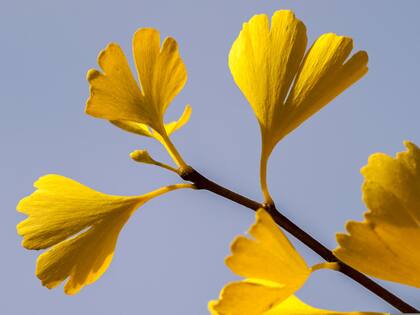 De acuerdo a los investigadores, el Gingko Biloba ayuda a prevenir el alzheimer