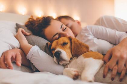 De acuerdo a un estudio, los perros más pequeños viven más