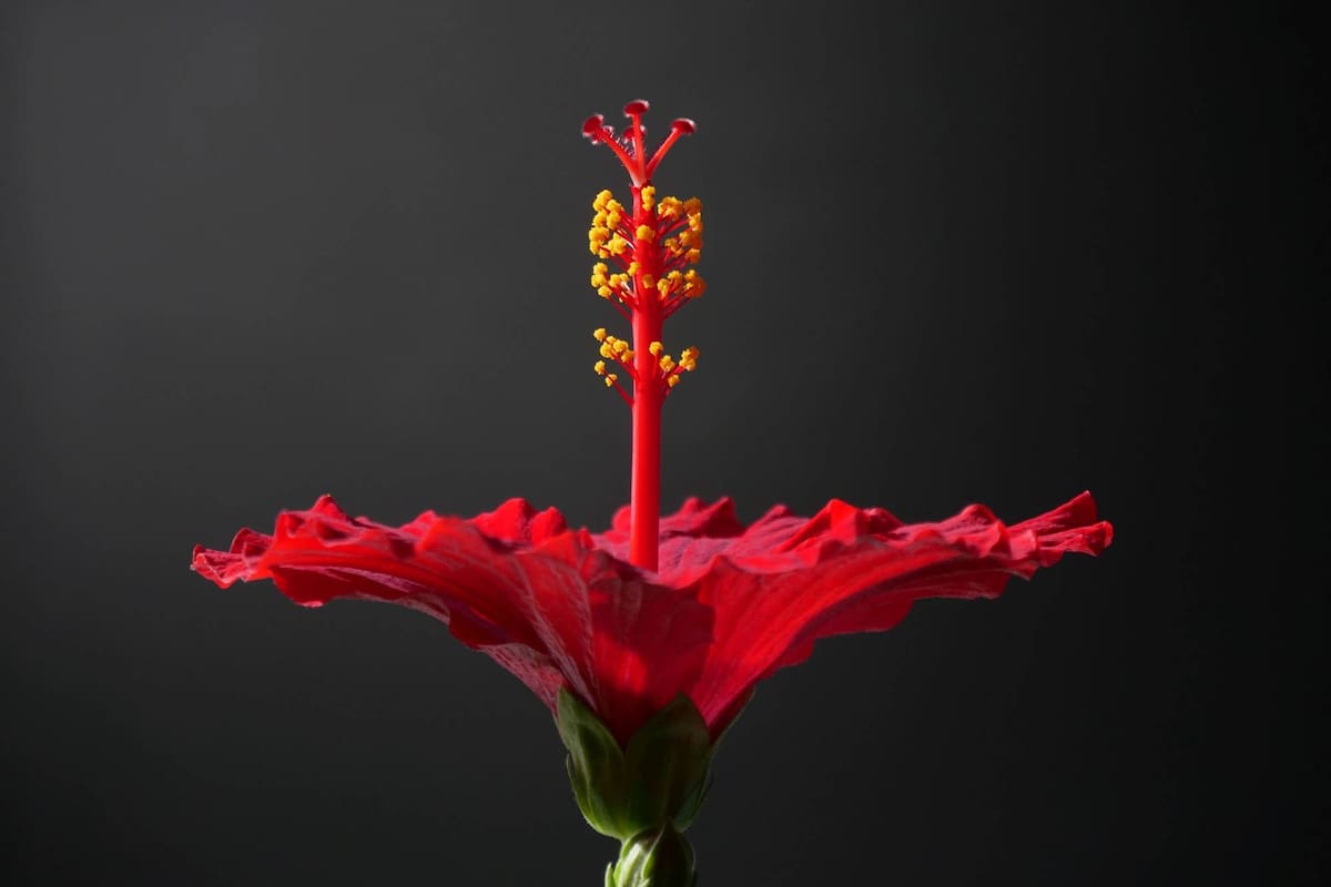 De acuerdo con ChatGPT, la flor de Jamaica es un superalimento debido a que aporta múltiples beneficios para la salud