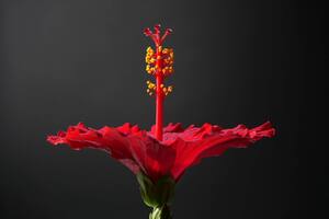 De acuerdo con ChatGPT, la flor de Jamaica es un superalimento debido a que aporta múltiples beneficios para la salud