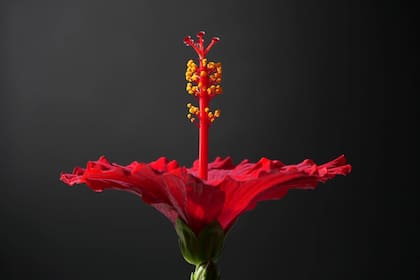 De acuerdo con ChatGPT, la flor de Jamaica es un superalimento debido a que aporta múltiples beneficios para la salud