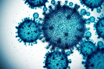 De acuerdo con Esteller, Branyas tenía un sistema inmune muy bueno, unas defensas que la protegían eficientemente (foto genérica de un virus)