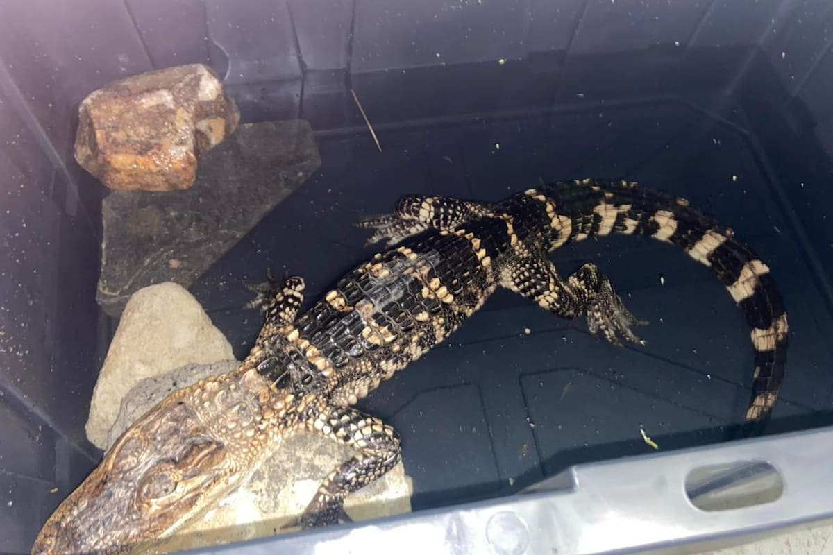 De acuerdo con expertos, este tipo de caimanes no son frecuentes en la zona