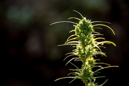 De acuerdo con la CBP, el transporte de marihuana a través de las fronteras de EE.UU. está completamente prohibido
