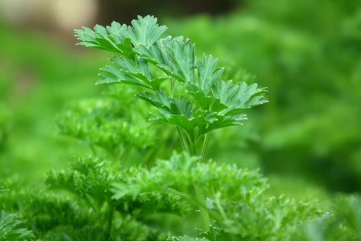 De acuerdo con la Fundación Española de Nutrición (FEN), para conservar las propiedades del perejil, lo más adecuado es ingerirlo fresco