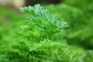 La planta que ayuda al buen funcionamiento de los riñones