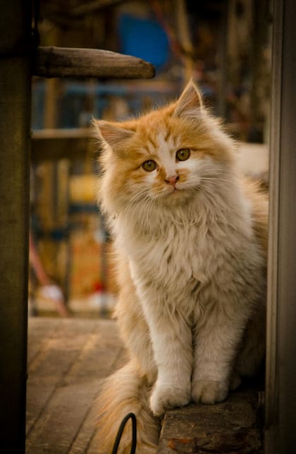 De acuerdo con lo expertos, la mayoría de los humanos se comunica mal con los felinos
