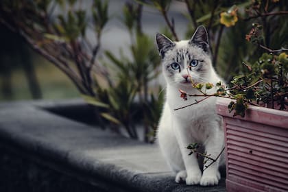 De acuerdo con los expertos, los gatos en sus últimos días suelen alejarse de su casa