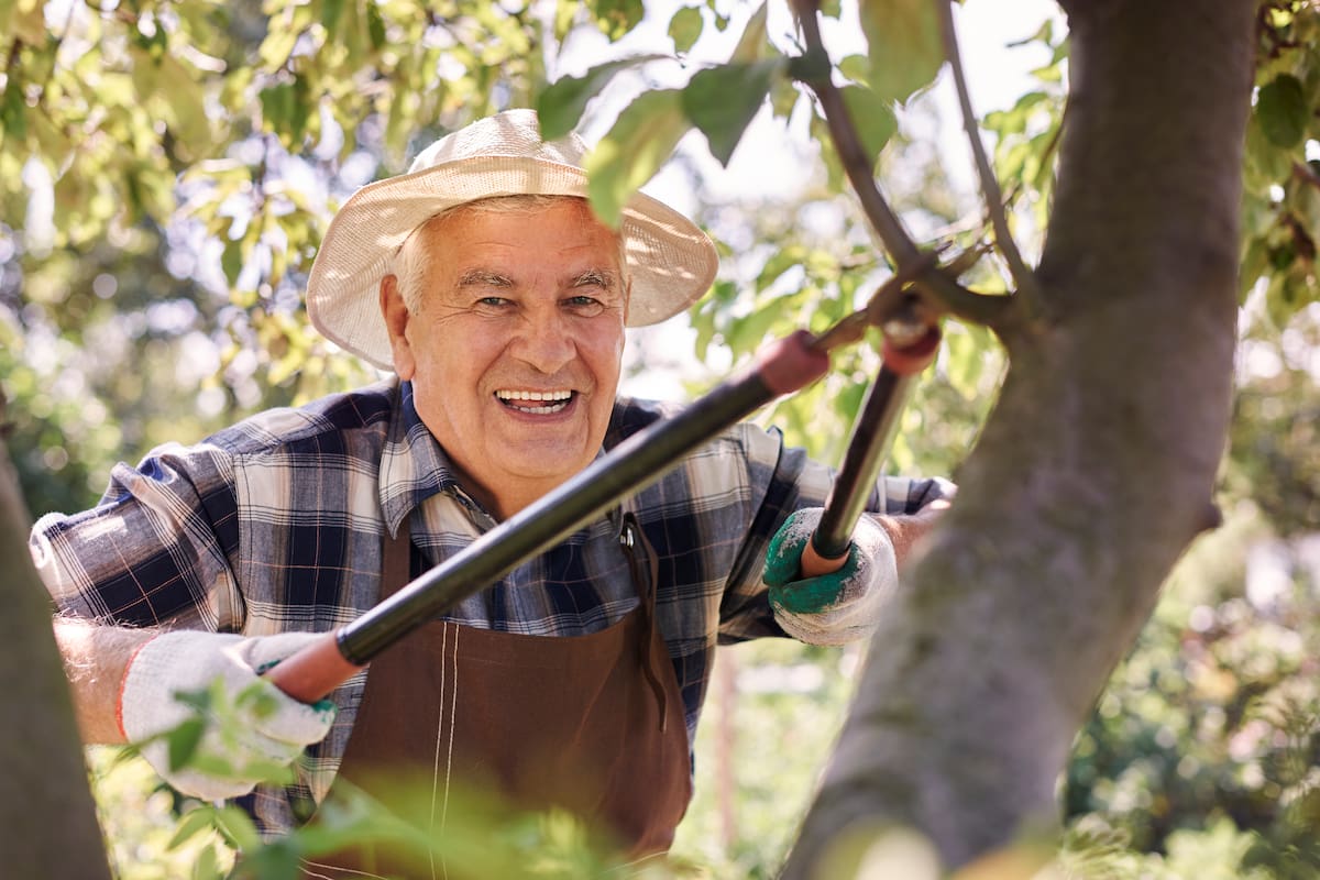 De acuerdo con los investigadores, la jardinería para adultos mayores ayuda a reducir las posibilidades de trastornos de demencia