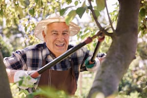 De acuerdo con los investigadores, la jardinería para adultos mayores ayuda a reducir las posibilidades de trastornos de demencia