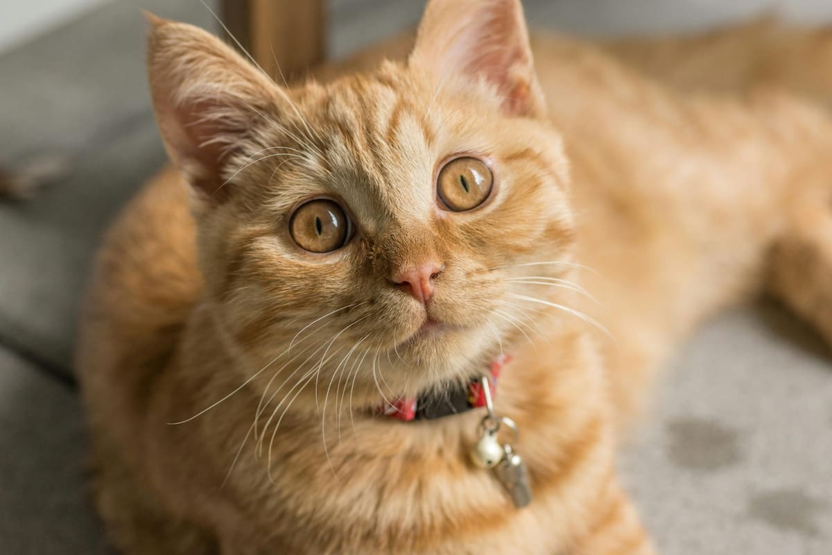 De acuerdo con un estudio, existe un técnica infalible para llamar a los gatos