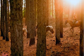 Cuáles son los mejores lugares del país para visitar antes de las fiestas