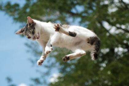 De alguna forma que permanece misteriosa para la comunidad científica, los gatos se las ingenian para caer de pie