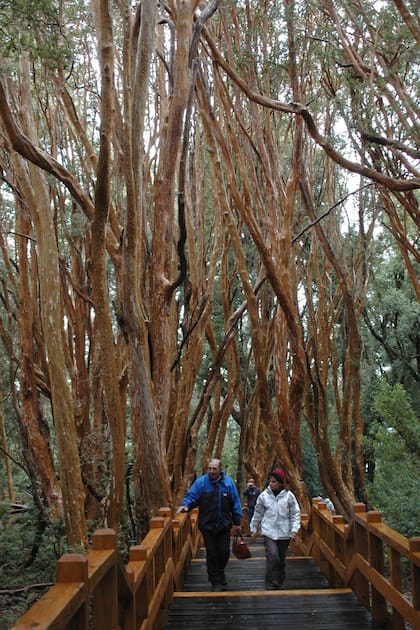 De arrayanes o de bambú, recorridos por pasarelas o en estado salvaje, cinco maravillas naturales