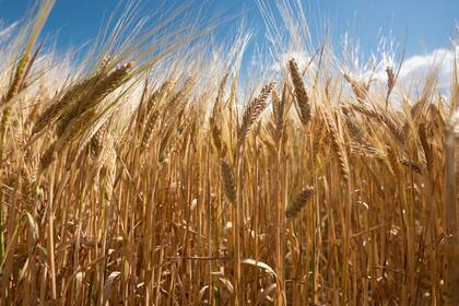 De cara a la nueva campaña de trigo, los precios que revela el mercado no entusiasman
