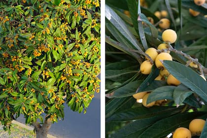 De copa compacta y hojas grandes, el níspero combina valor ornamental y producción de frutos en una misma especie