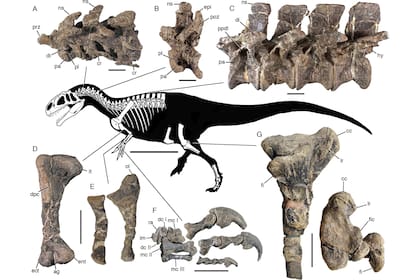 De dónde son los huesos encontrados del Asfaltovenator Vialidadi