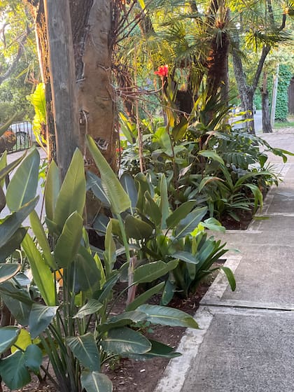 De estilo bien tropical, este cantero acompaña el arbolado urbano.