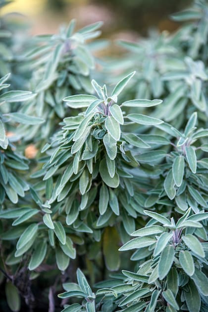 De follaje gris verdoso, textura aterciopelada y perfume inconfundible, la salvia officinalis prospera en suelos drenados y a pleno sol