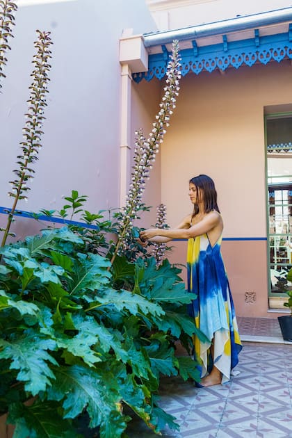 De follaje imponente y floración impactante, Acanthus mollis prospera en la sombra