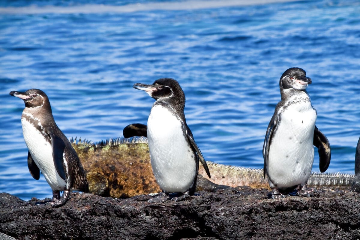 De Galápagos a Santa Cruz, pasando por Tierra del Fuego chilena, Nueva Zelanda y Australia, los mejores destinos para conocer cinco colonias en las que viven las aves marinas