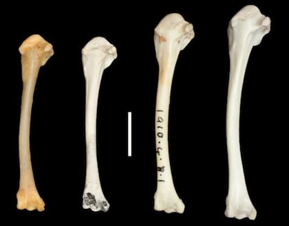 De izq. a der., huesos de rálido de Aldabra actual (no volador), rálido de Aldabra de hace 136.000 años (no volador), rálido de Asunción (recientemente extinto, en el proceso de perder la capacidad de volar), rálido de garganta blanca (antepasado del rálido de Aldabra y Asunción, volador)