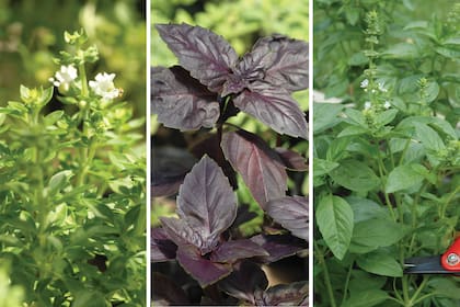 De izquierda a derecha, albahaca minette o griega, albahaca púrpura y albahaca limón, tres variedades de una misma y exquisita planta aromática.