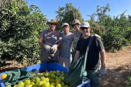 De izquierda a derecha : Ron Ascher, Andy Ricover, Shahar Minkov y Matías Schvartz. Todos empresarios y académicos juntando limones cerca de Gaza