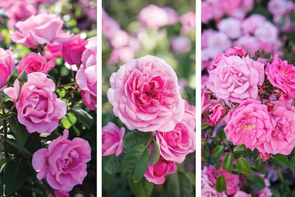 De izquierda a derecha: rosas ‘The McCartney Rose’, ‘Gertrude Jekyll’ y ‘Palmengarten Frankfurt’.