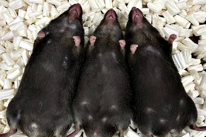 De izquierda a derecha, un ratón macho, un individuo intersexual, y otro ya hembra, nacidos de hembras con falta de hierro