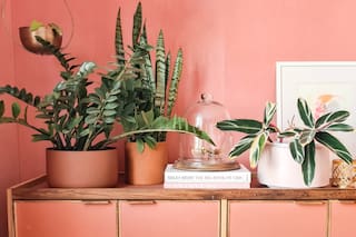 Deco con plantas: descubrí cuáles son las especies más elegidas para interiores