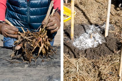 De la correcta preparación y plantación del hoyo depende el éxito de la planta