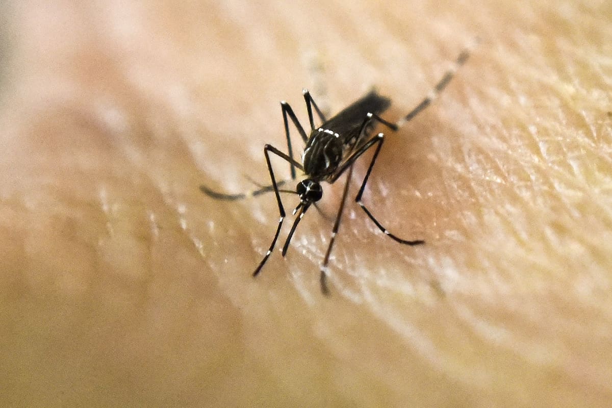 De la decena de medidas que se aplican en la región, revisadas por expertos, solo unas pocas combinadas demostraron dar resultado concreto en reducir la población del mosquito transmisor