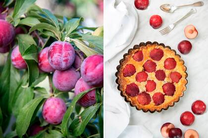 De la planta al plato: la tarta de ciruelas es una de las tantas recetas dulces que se pueden hacer con ciruelas.