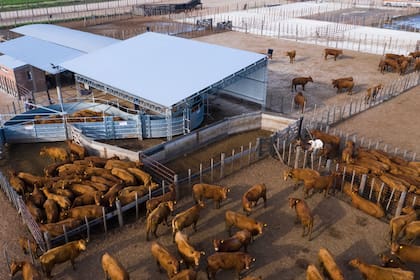 De la producción de etanol se genera burlanda para alimentar a los novillos en el feedlot