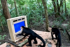 Científicos dejaron una pantalla táctil en la selva y 16 monos capuchinos descubrieron cómo lograr recompensas con bananas
