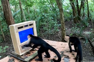 Científicos dejaron una pantalla táctil en la selva y 16 monos capuchinos descubrieron cómo lograr recompensas con bananas