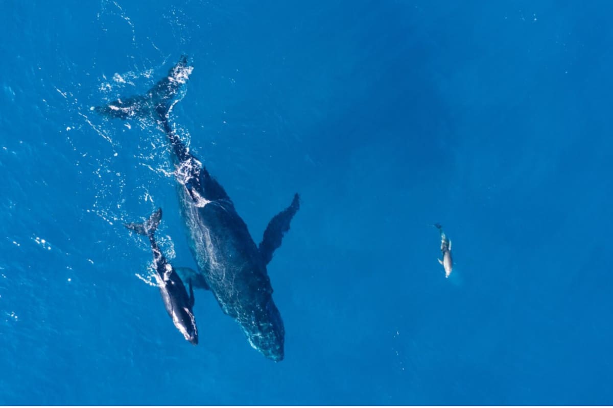 De la tierra al océano y sin vuelta atrás: el punto evolutivo que alcanzaron orcas y delfines, según un estudio (Imagen ilustrativa: Freepik)