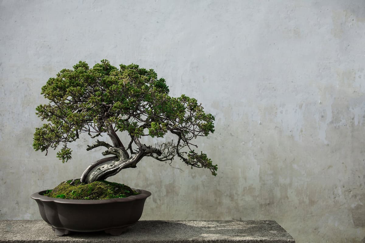 “De las cosas minúsculas surgen grandiosos recuerdos y fantasías”, dice el escritor Damon Young