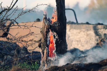 De los 9 millones de hectáreas de árboles consumidos por el fuego en 2021, más de 5 millones se encontraban en Rusia (Foto: Pixabay)