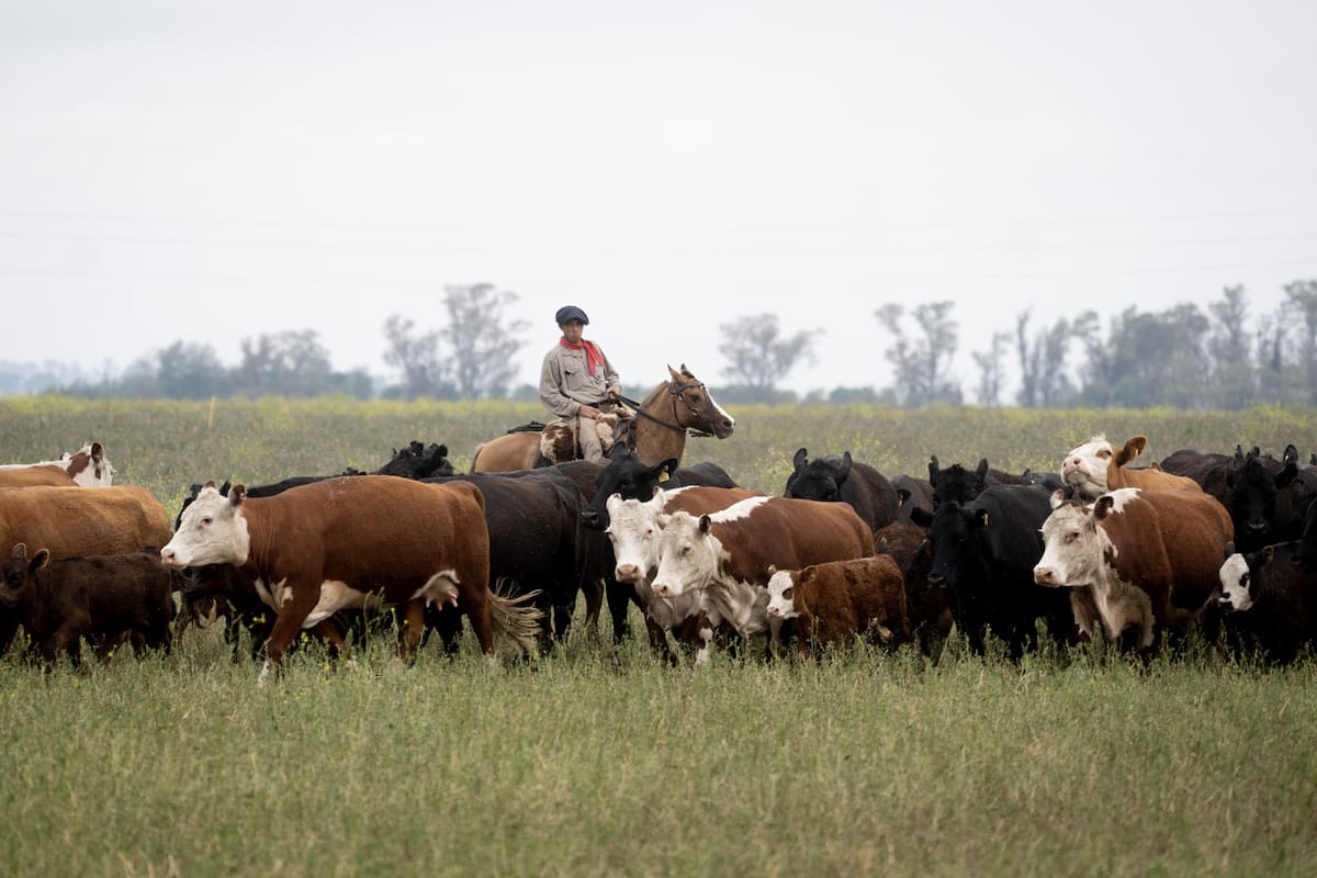 De los nueve complejos exportadores argentinos que crecieron por encima del promedio (9,1%) el año pasado, cinco estuvieron relacionados con el campo: encabezó el bovino con 22,9% interanual