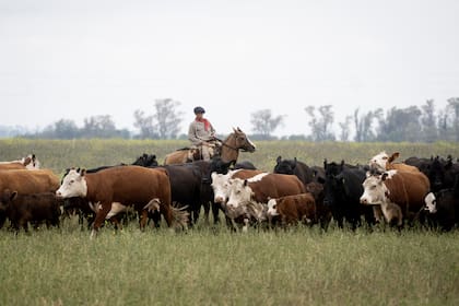 De los nueve complejos exportadores argentinos que crecieron por encima del promedio (9,1%) el año pasado, cinco estuvieron relacionados con el campo: encabezó el bovino con 22,9% interanual
