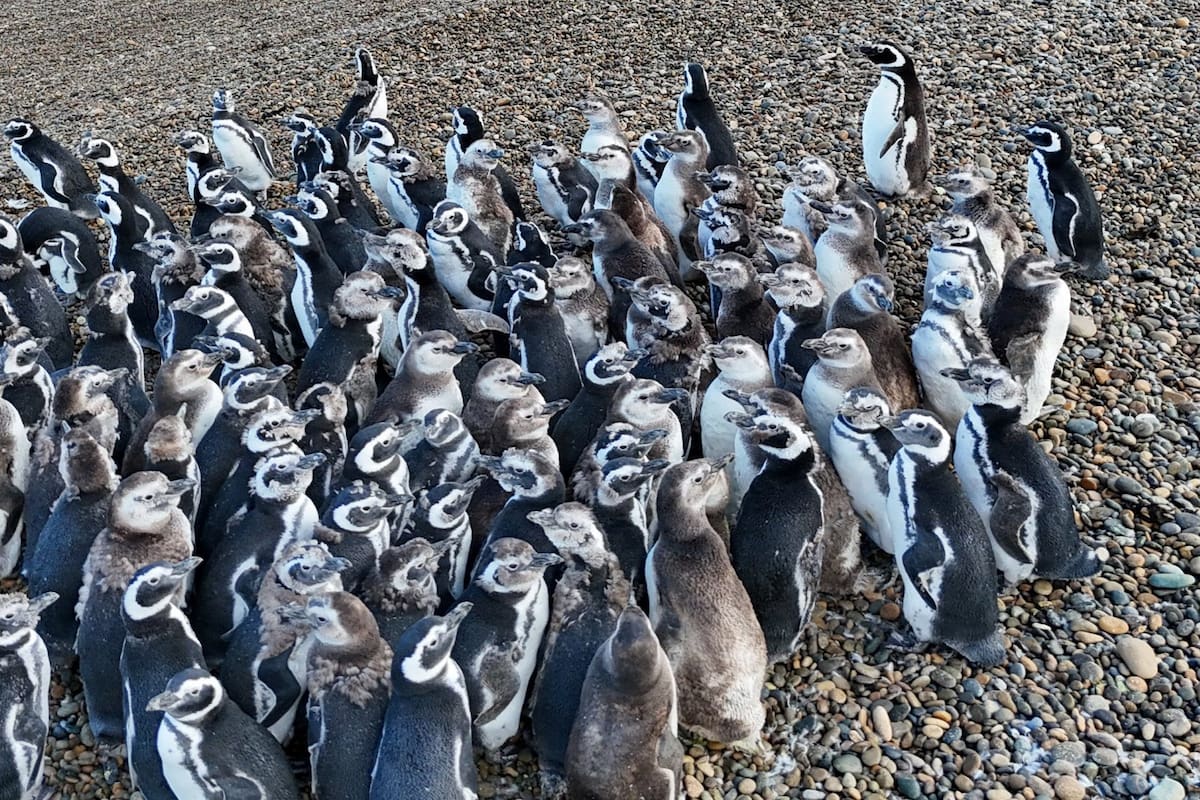 De Mar del Plata a Río Negro: el emotivo traslado de 40 pingüinos
(Foto ilustrativa)