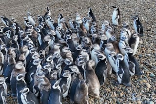 El emotivo rescate de 40 pingüinos que pasaron de estar en remate a vivir en un entorno natural